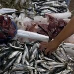 Aneka ikan segar di lapak pasar