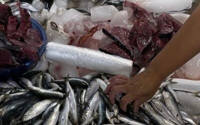 Aneka ikan segar di lapak pasar