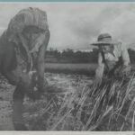 Perempuan menanam padi di sawah di Minahasa, foto arsip KITLV