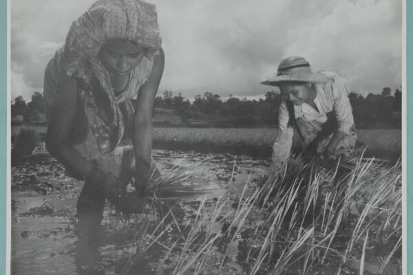 Perempuan menanam padi di sawah di Minahasa, foto arsip KITLV