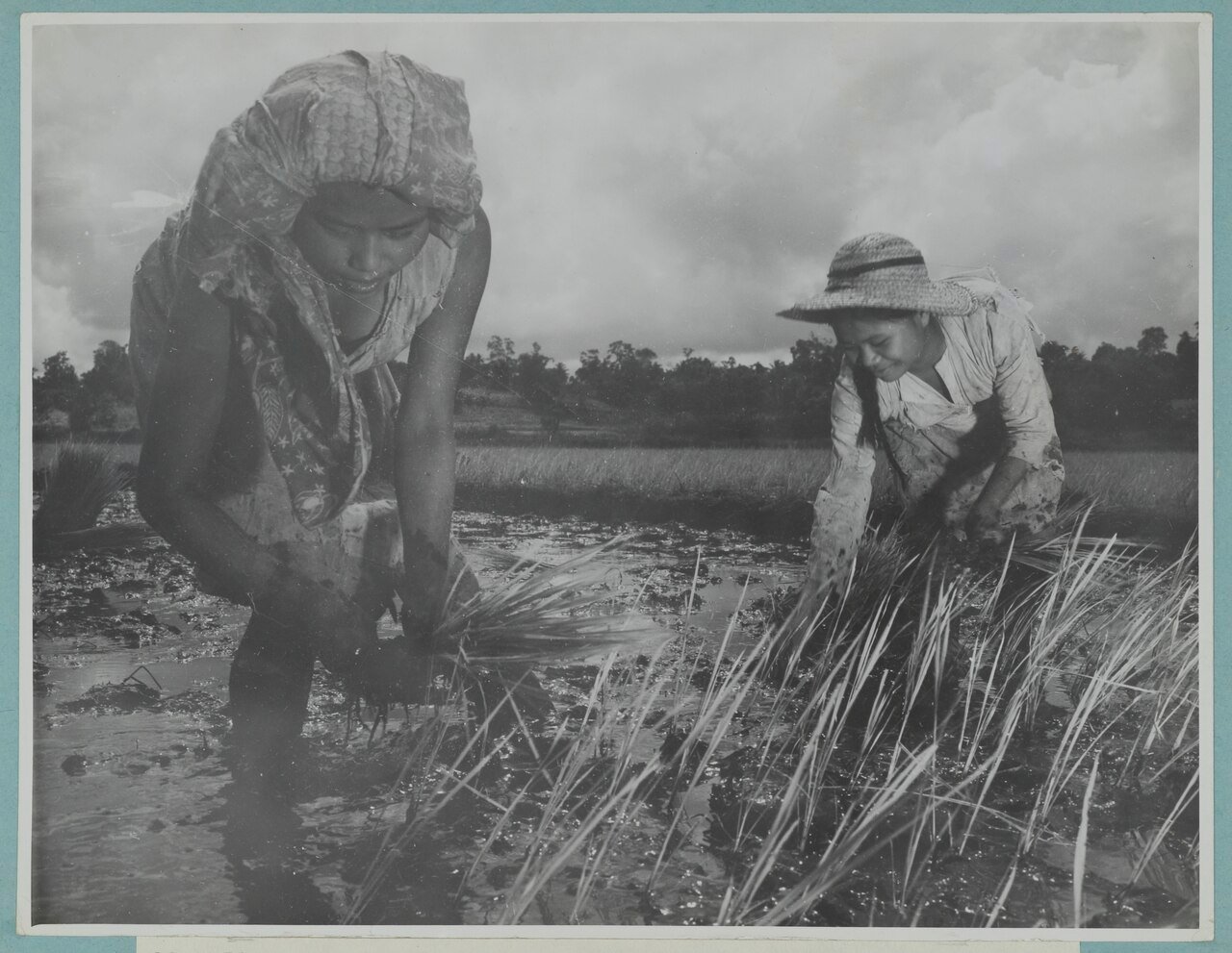 Perempuan menanam padi di sawah di Minahasa, foto arsip KITLV