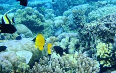 Pemandangan bawah laut Taman Laut Bunaken, Manado