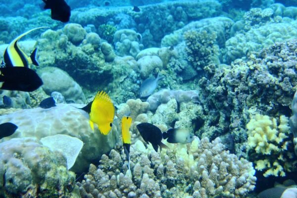 Pemandangan bawah laut Taman Laut Bunaken, Manado