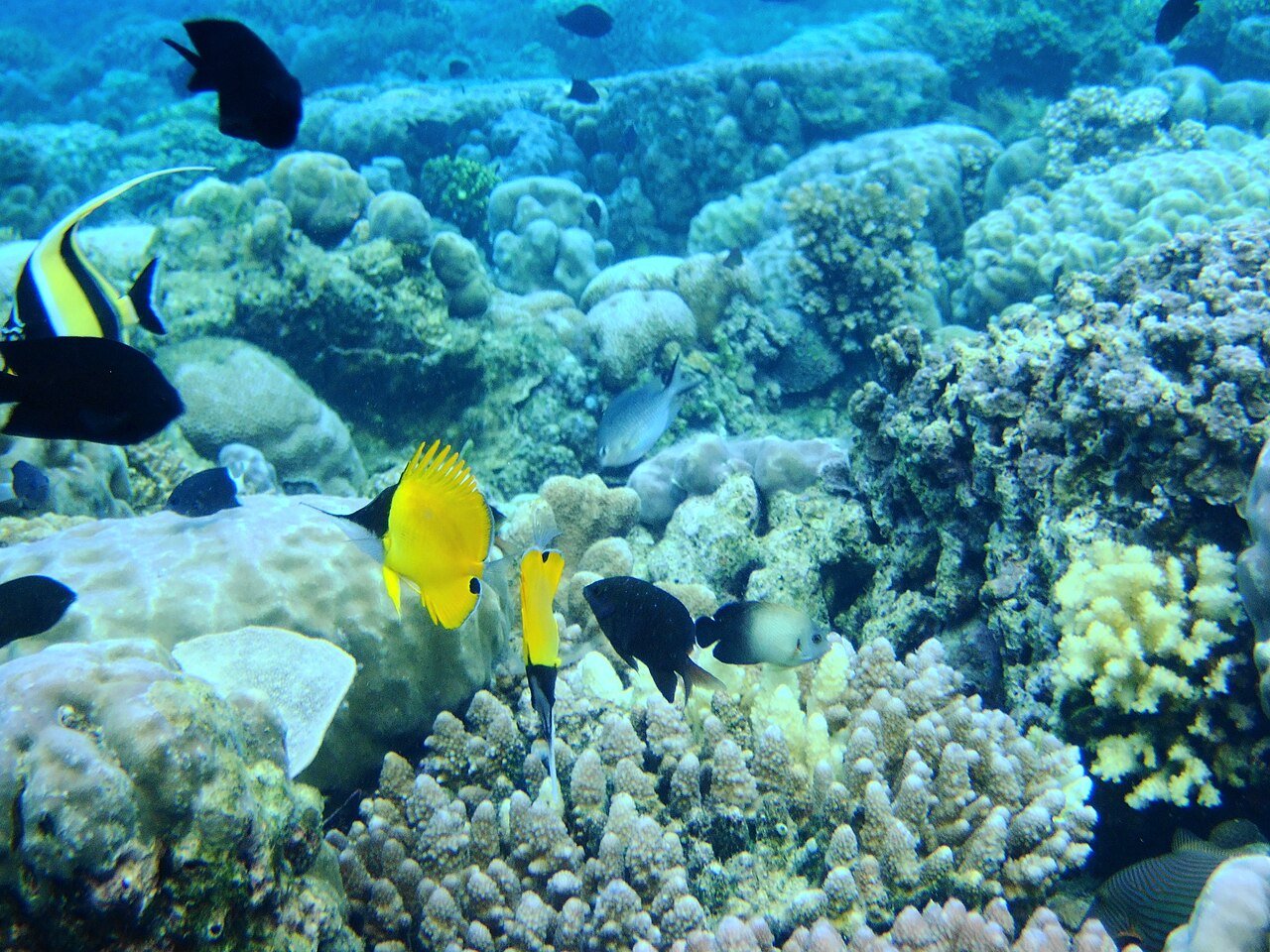 Pemandangan bawah laut Taman Laut Bunaken, Manado