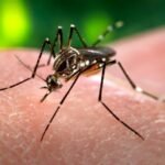 Nyamuk Aedes aegypti, penular virus dengue