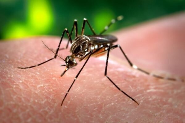 Nyamuk Aedes aegypti, penular virus dengue